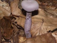 Violetter Lacktrichterling